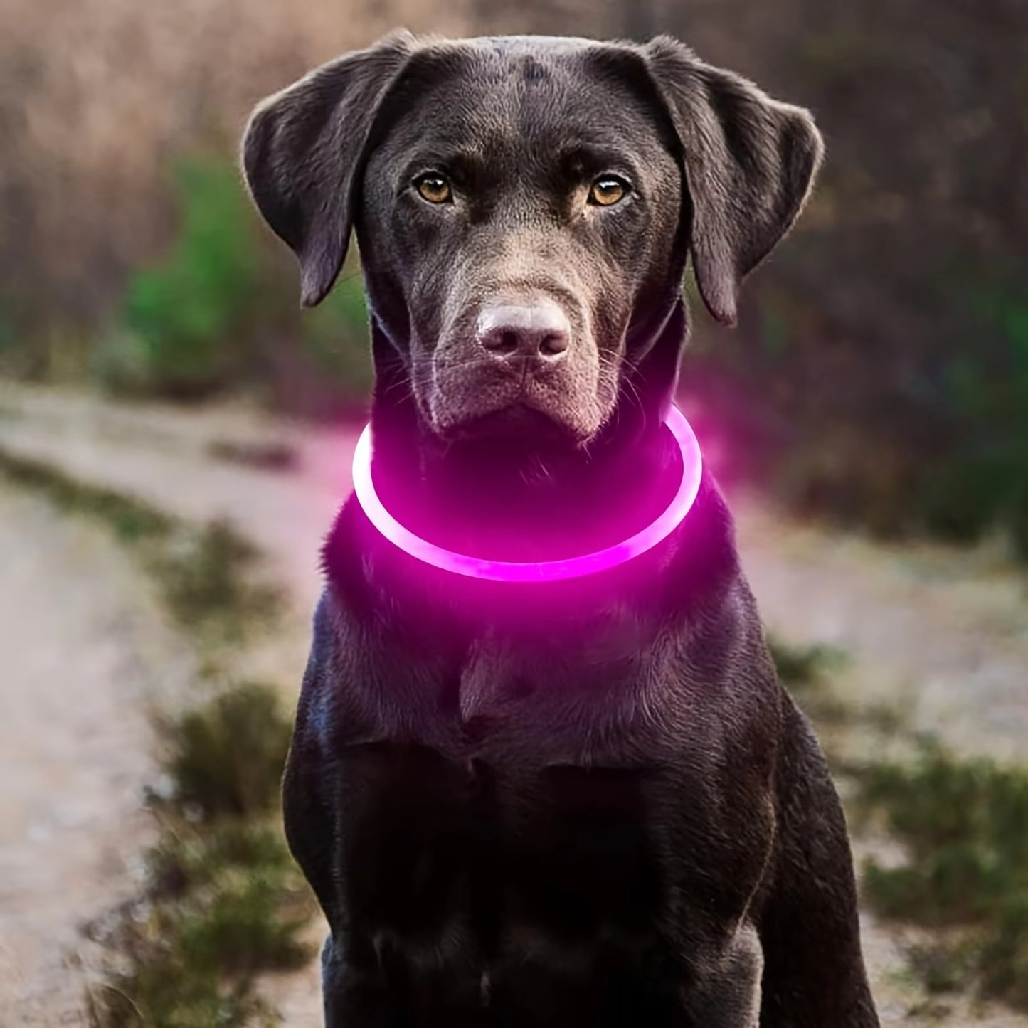 Sicheres LED-Halsband für Ihren Hund