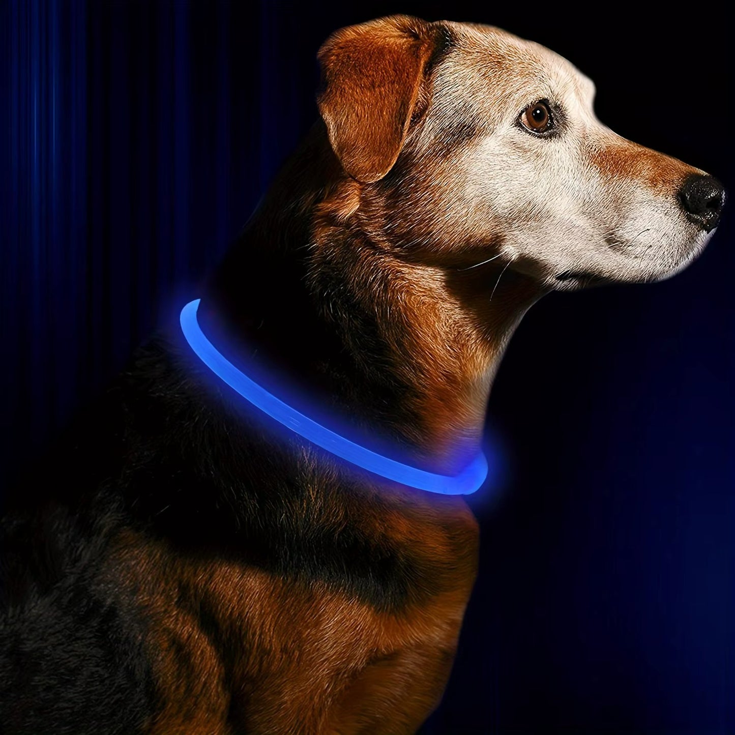 Sicheres LED-Halsband für Ihren Hund