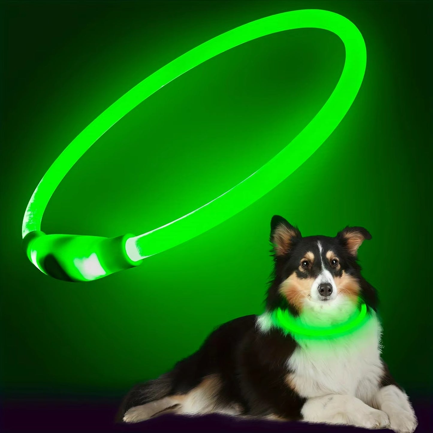 Sicheres LED-Halsband für Ihren Hund