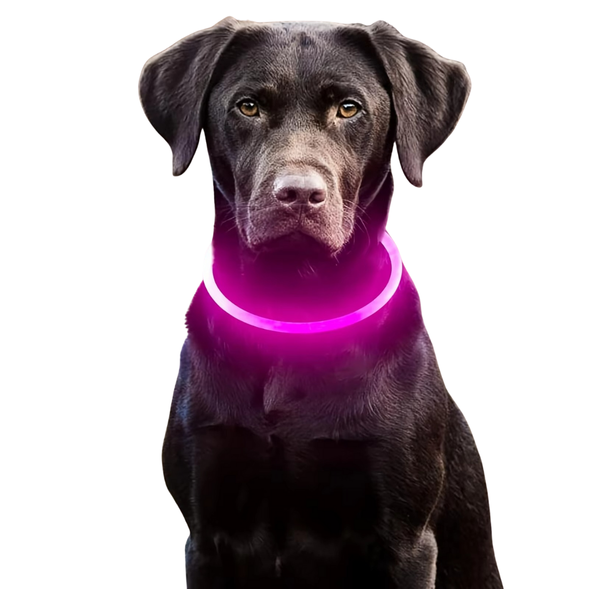Sicheres LED-Halsband für Ihren Hund