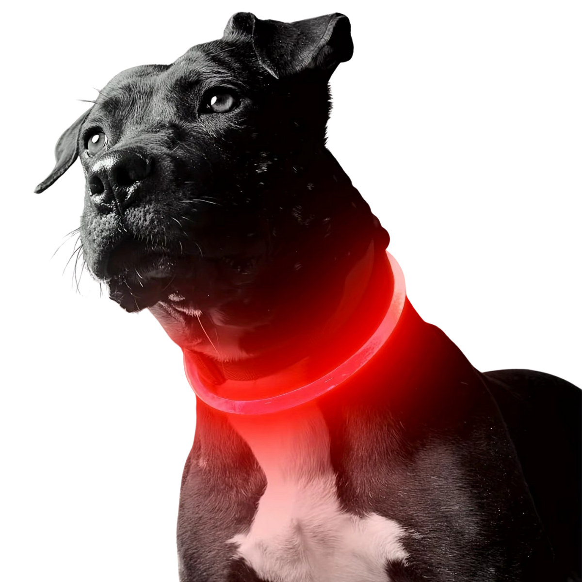 Sicheres LED-Halsband für Ihren Hund