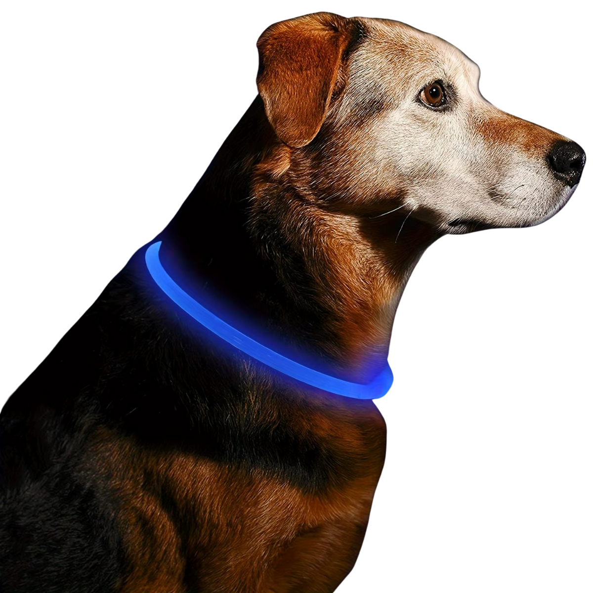 Sicheres LED-Halsband für Ihren Hund