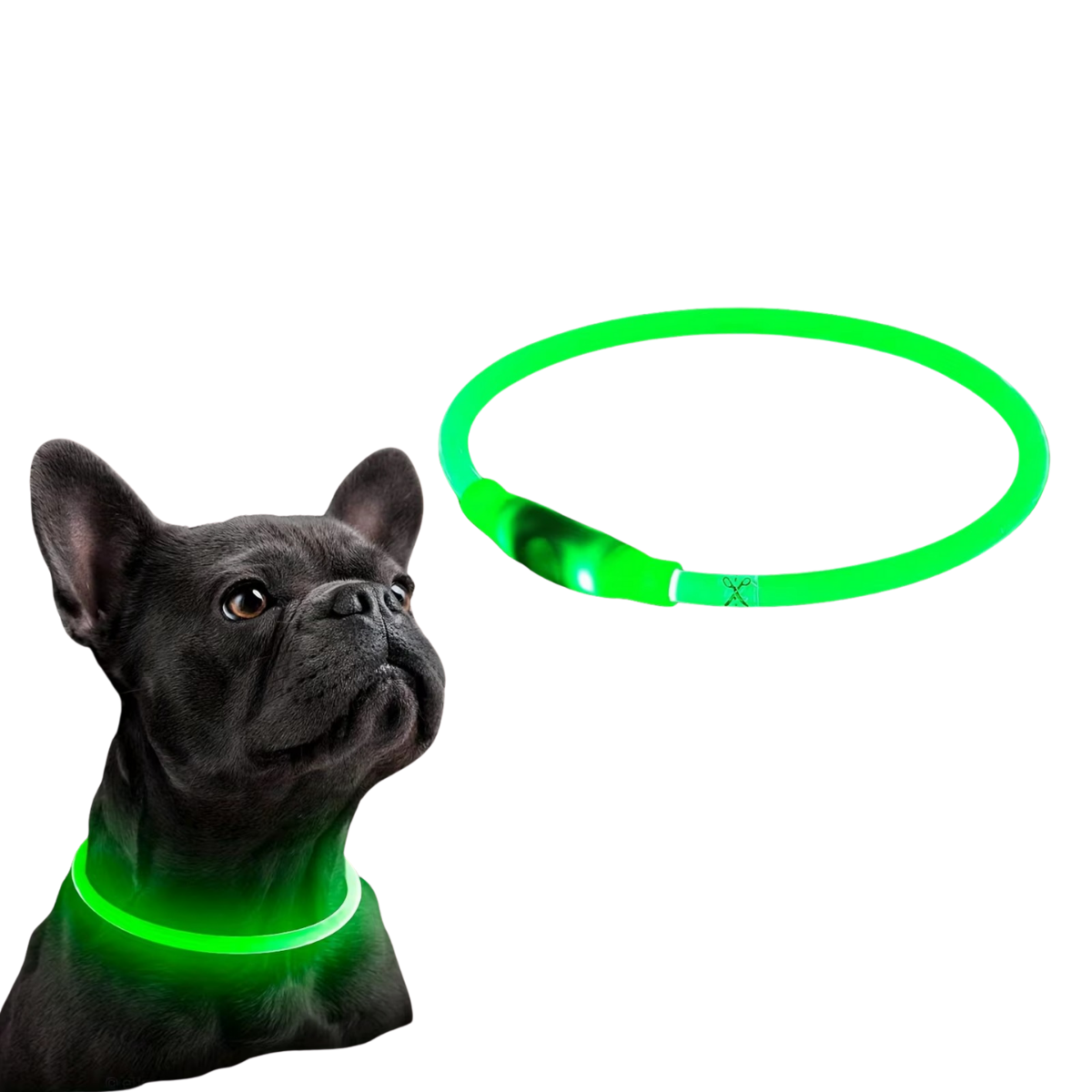 Sicheres LED-Halsband für Ihren Hund