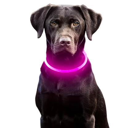 Sicheres LED-Halsband für Ihren Hund