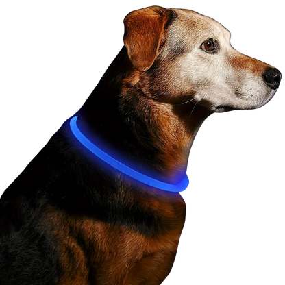 Sicheres LED-Halsband für Ihren Hund